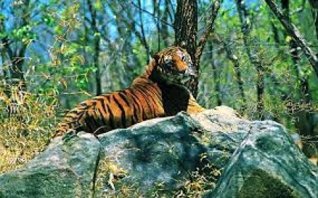 Experience Nature and Culture with Arunachal Pradesh Sightseeing