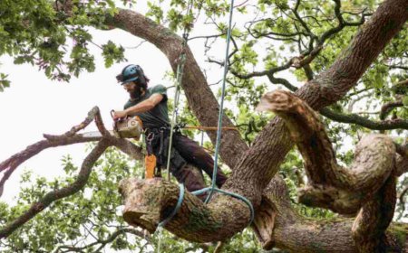 Tree Services – Everything You Need to Know