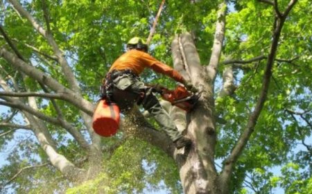 Tree Care Services – The Ultimate Guide to Healthy, Happy Trees
