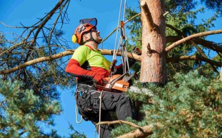 The Ultimate Guide to Tree Service: Everything You Need to Know