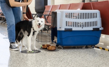 The Perfect Companion: Choosing the Right Setup for Your Dog and Carrier