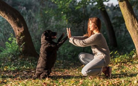 Dog Training Los Angeles: The Bark Busters Difference