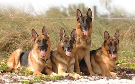 German Shepherd Dogs for Sale | Smart, Strong, & Protective