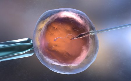 Fellowship in Embryology in India: Setting up of an IVF Lab