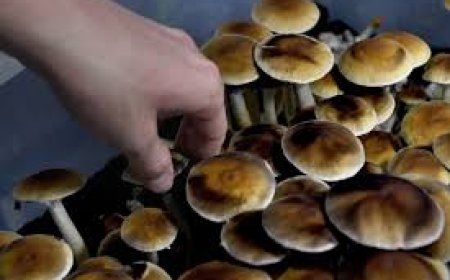 Finest Details About Magic Mushroom Dispensary