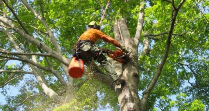 Tree Care Services – The Ultimate Guide to Healthy, Happy Trees