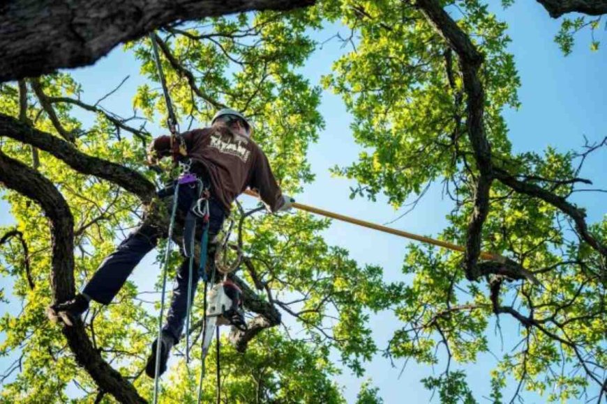 The Ultimate Guide to Tree Service: Everything You Need to Know