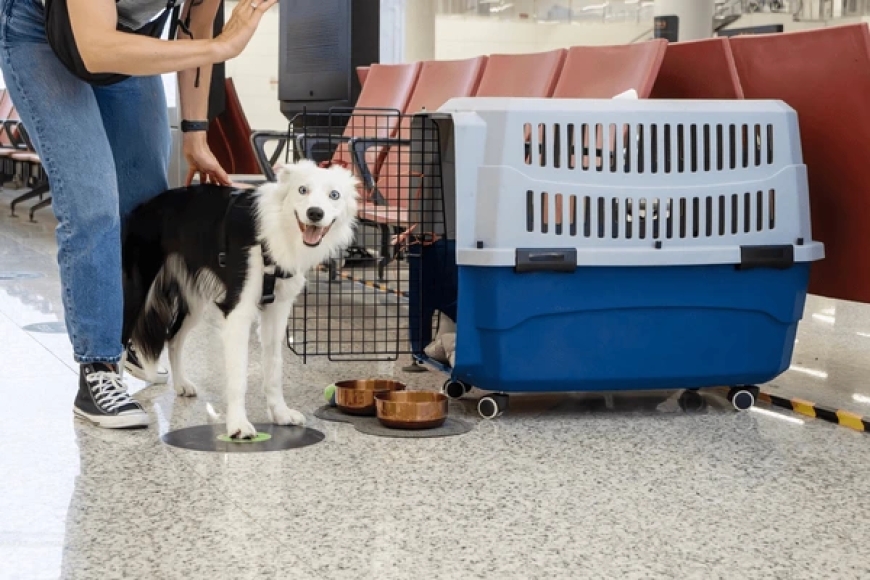 The Perfect Companion: Choosing the Right Setup for Your Dog and Carrier