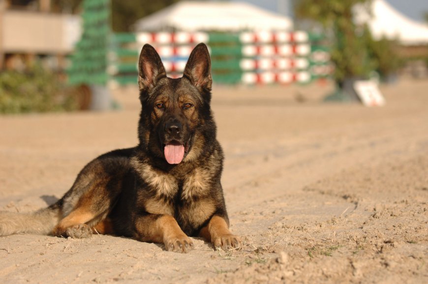 German Shepherd Dogs for Sale | Smart, Strong, & Protective