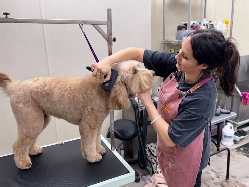 Why Choosing the Right Pet Salon in San Diego Matters for Your Furry Friend’s Health and Happiness