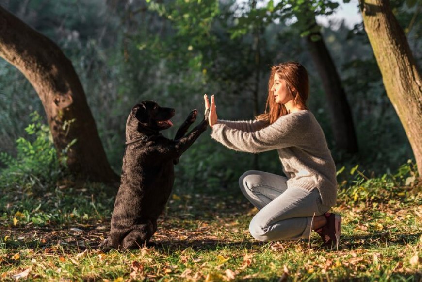Dog Training Los Angeles: The Bark Busters Difference