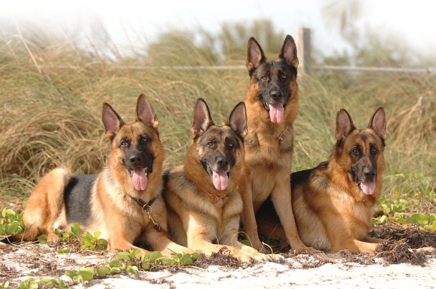German Shepherd Dogs for Sale | Smart, Strong, & Protective