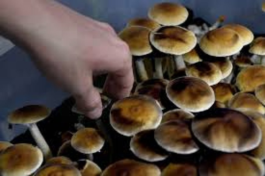 Finest Details About Magic Mushroom Dispensary
